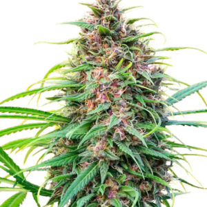 Семена сорта Fast N' Glorious reg (Mandala Seeds)