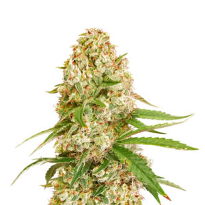 Семена сорта Gorilla Glue #4 fem (Cali Buds Seeds)