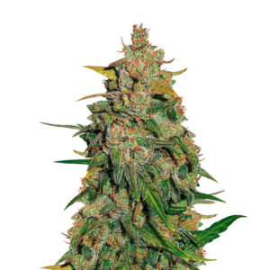 Lemon AK auto fem (FastBuds) семена конопли