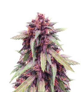 Purple Juice Auto fem (Herbies Seeds)