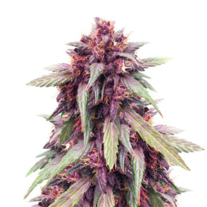 Purple Juice Auto fem (Herbies Seeds)