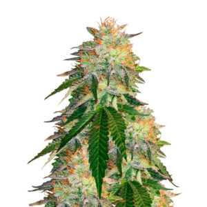 Runtz Punch fem (Herbies Seeds)