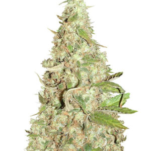 Семена сорта Afghan Cow fem (Dr. Krippling Seeds)