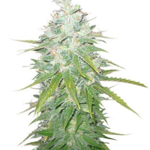 Семена сорта Afghan Kush X White Widow fem (World of Seeds)