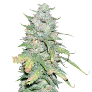 Семена сорта Afghan Kush X Yumbolt fem (World of Seeds)