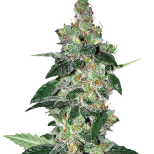 Семена сорта Amnesia fem (World of Seeds)