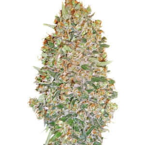 Семена сорта Auto Chocolate Skunk fem (00 Seeds)