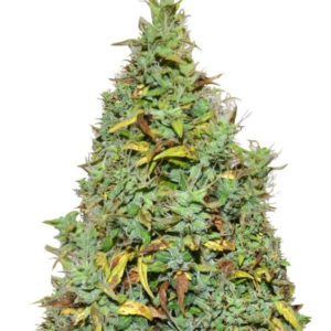 Семена сорта Auto Nefertiti fem (Pyramid Seeds)