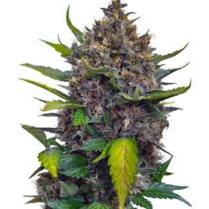 Семена сорта Black Cream Auto fem (Sweet Seeds)