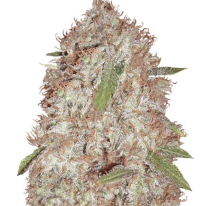 Семена сорта Blue Kripple fem (Dr. Krippling Seeds)