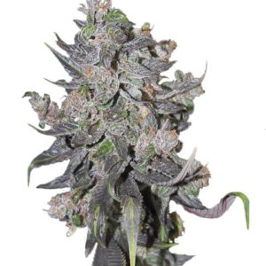 Семена сорта Blue Mystic Automatic fem (Nirvana Seeds)