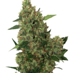 Chill-OM regular (Mandala Seeds)