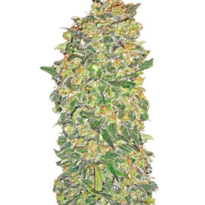 Семена сорта Chocolate Kush fem (00 Seeds)