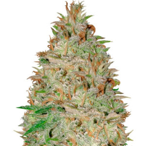 Семена сорта Chocolate Orange Auto fem (Dr. Krippling Seeds)