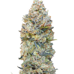 Семена сорта Chocolate Skunk fem (00 Seeds)