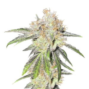 Семена сорта Deep Neville regular (Medical Seeds)