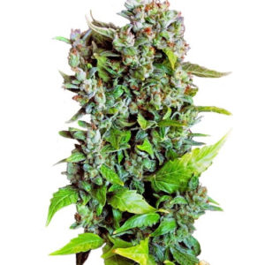 Fast Bud #2 Auto (Sweet Seeds)