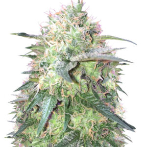Семена сорта Fresh Candy fem (Pyramid Seeds)