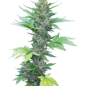 Семена сорта Green Poison Auto fem (Sweet Seeds)