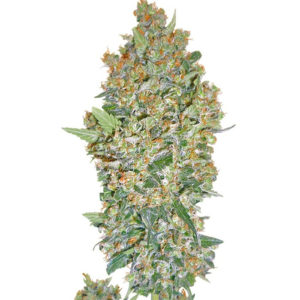 Семена сорта Cheese Berry (Hashchis Berry) fem (00 Seeds)