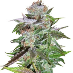 Семена сорта Ice regular (Nirvana Seeds)