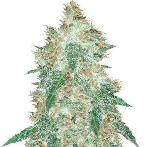 Семена сорта Jumping Black Dash Auto fem (Dr. Krippling Seeds)