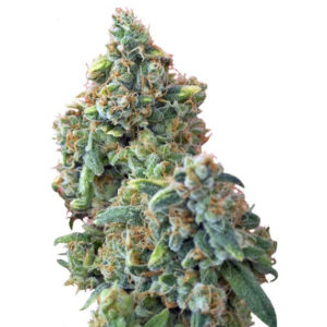Семена сорта Kaya Gold fem (Nirvana Seeds)
