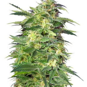 Семена сорта Killer Kush Auto fem (Sweet Seeds)