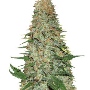 Семена сорта Mango Chutney fem (Dr. Krippling Seeds)