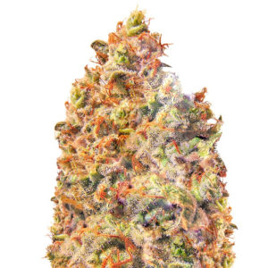 Семена сорта Mind Can'trol fem (Dr. Krippling Seeds)