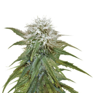 Семена сорта Misty Kush fem (Nirvana Seeds)