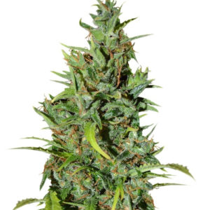 Семена сорта Neville Haze Ryder fem (World of Seeds)