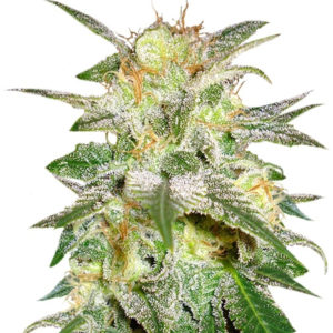 Семена сорта New York 47 fem (World of Seeds)