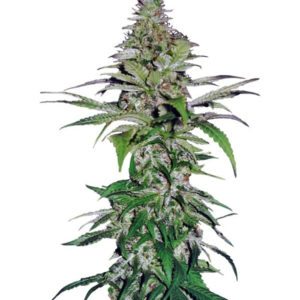 Northern Lights fem (Pyramid Seeds)