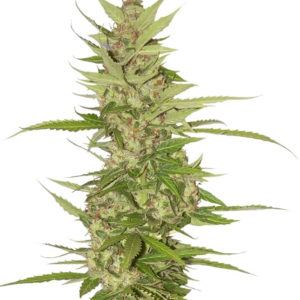 Семена сорта Northern Lights x Big Bud Auto fem (World of Seeds)