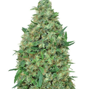Семена сорта Patel's Cornershop Surprise fem (Dr. Krippling Seeds)