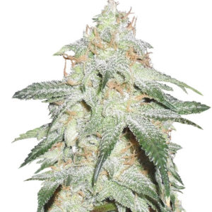 Семена сорта Pickled Diesel Auto fem (Dr. Krippling Seeds)