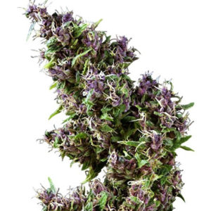 Семена сорта Purple Paro Valley fem (Mandala Seeds)