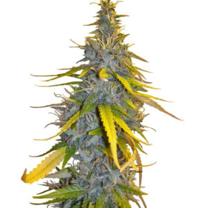 Семена сорта S.A.D. Sweet Afgani Delicious F1 Fast Version fem (Sweet Seeds)