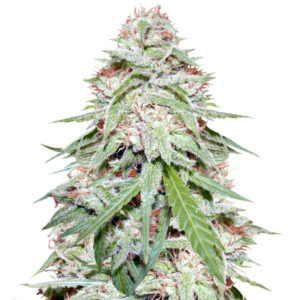 Семена сорта Spinning Buzz Kick auto fem (Dr. Krippling Seeds)