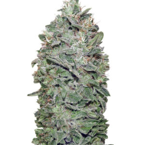 Семена сорта Sweet Soma fem (00 Seeds)
