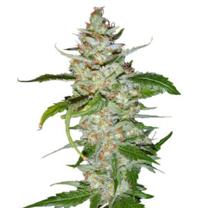 Семена сорта Swiss Cheese fem (Nirvana Seeds)