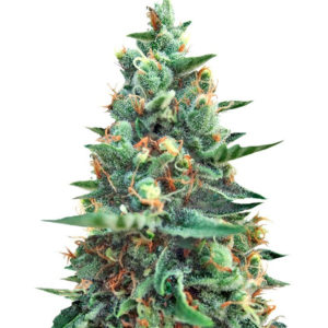 Семена сорта White Rush Auto fem (Dr. Krippling Seeds)