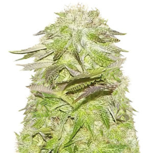 White Widow fem (Pyramid Seeds)