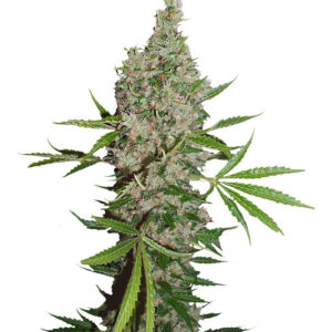 Семена сорта White Widow x The Ultimate regular (Dutch Passion)