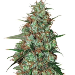Семена сорта Wild Thailand Ryder auto fem (World of Seeds)