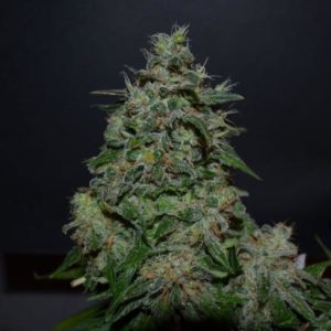 AK Kush fem (Kalashnikov Seeds) семена конопли