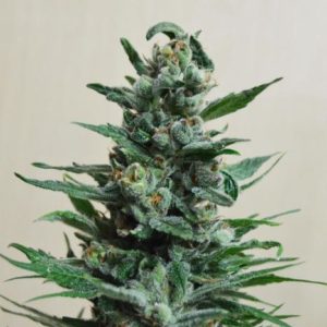 Moscow Blueberry Auto fem (Kalashnikov Seeds) семена конопли