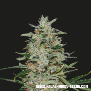 White Russian OG fem (Kalashnikov Seeds) семена конопли