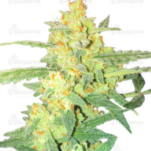 AK Kush Express fem (Kalashnikov Seeds) семена конопли